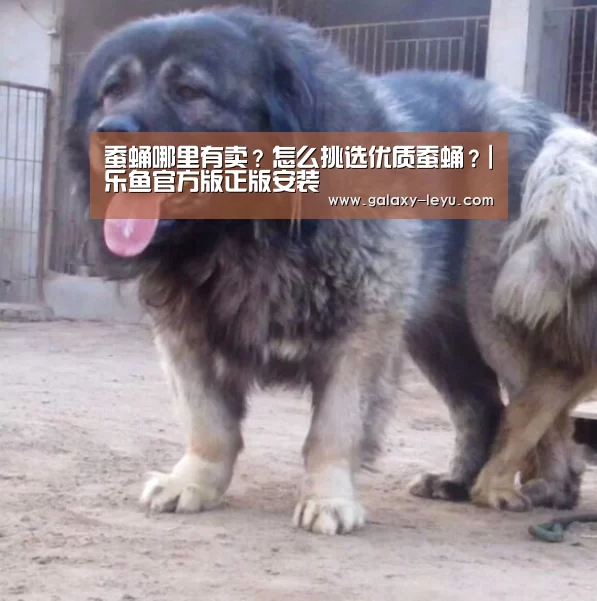 乐鱼官方版正版安装